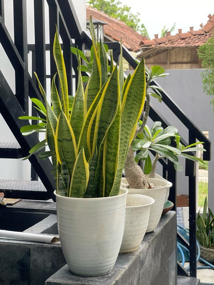 Panduan Merawat Tanaman Hijau di Sekitar Halaman Rumah agar Tetap Segar dan Tumbuh Subur